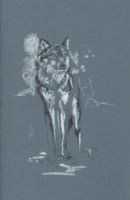 Grey Wolf